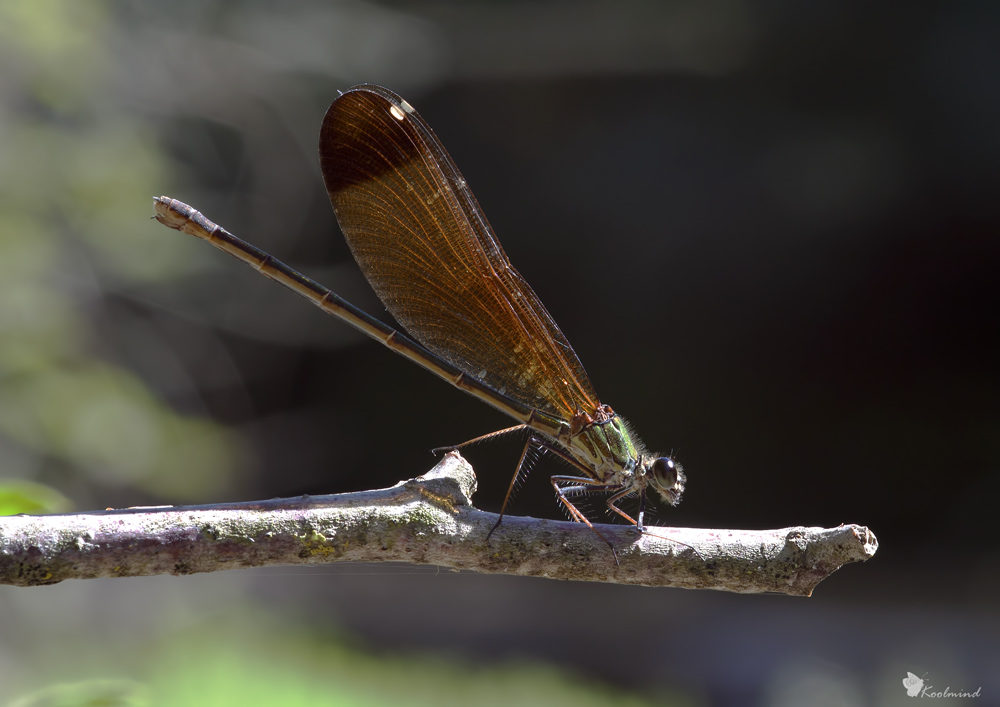 IDENTIFICAZIONE Calopteryx