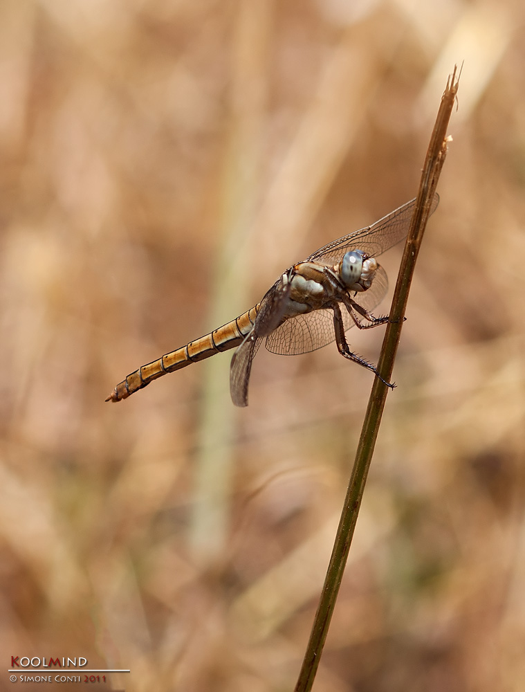 Sympetrum... e poi? ... no,  Orthetrum brunneum