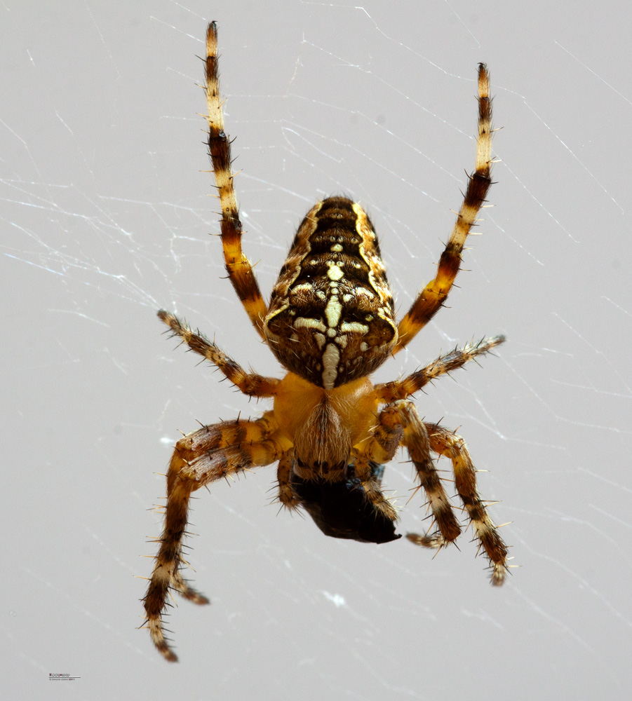 Araneus Diadematus... potrebbe essere? ID please