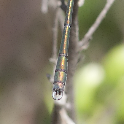 Chalcolestes cfr. viridis