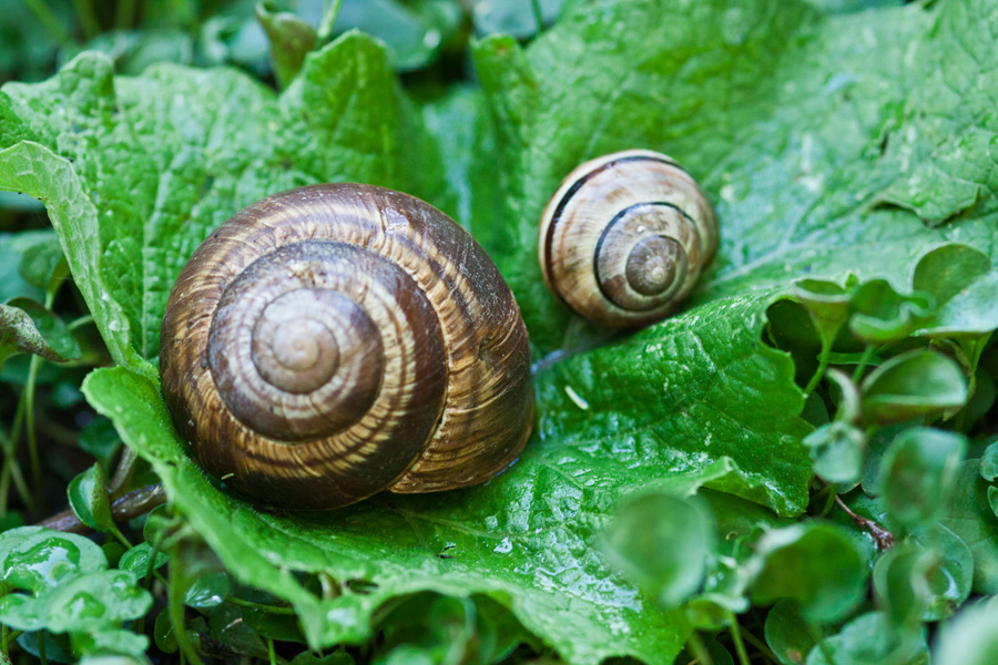 Identificazione grossa chiocciola