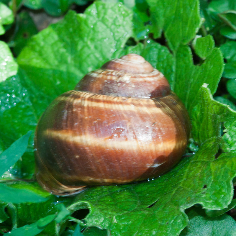 Identificazione grossa chiocciola