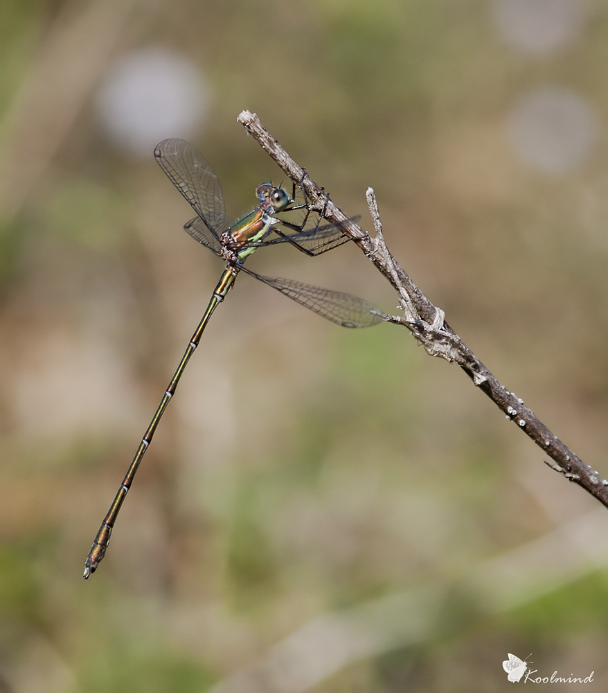 Chalcolestes cfr. viridis