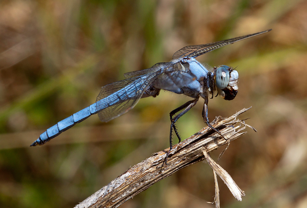 Libellula azzurra da IDENTIFICARE: Orthetrum brunneum