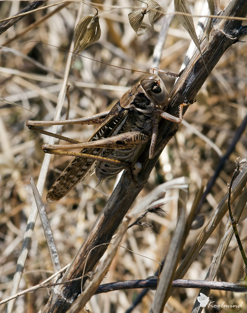 Decticus albifrons