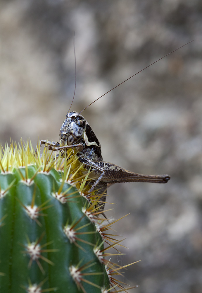 Ortottero con ventre giallo. Identificare
