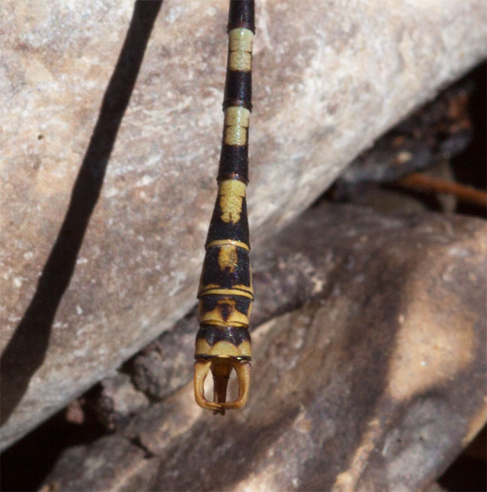 IDENTIFICAZIONE: Uncatus o Forcipatus?
