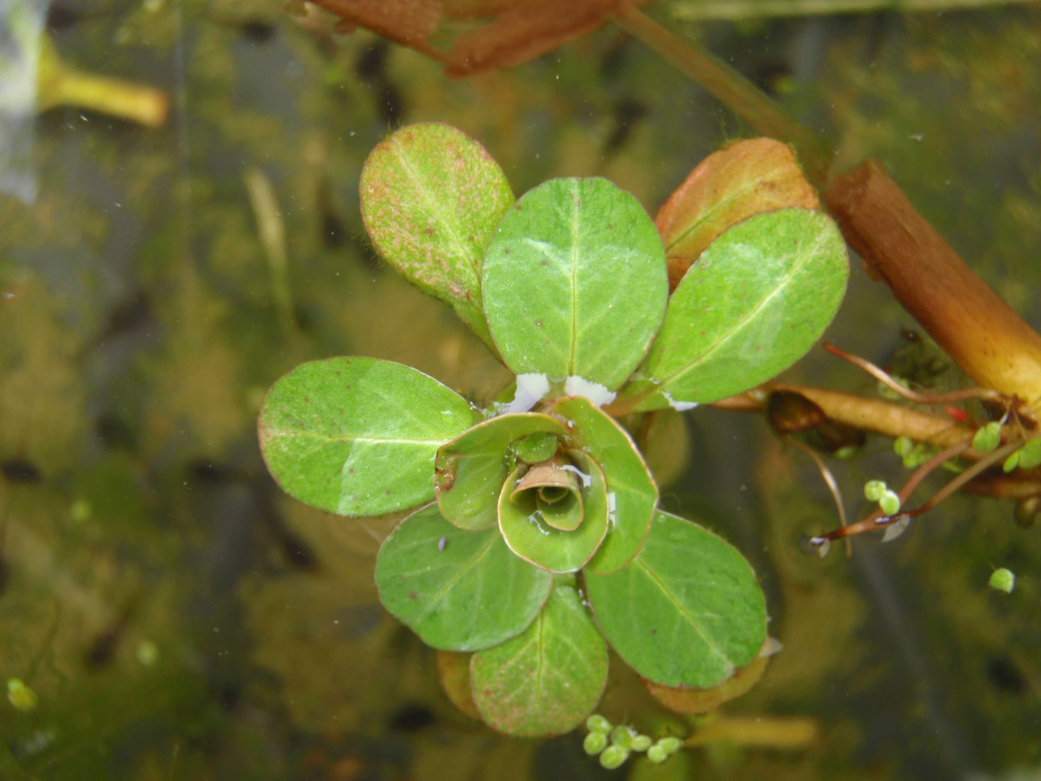 Ludwigia hexapetala / Porracchia a sei petali