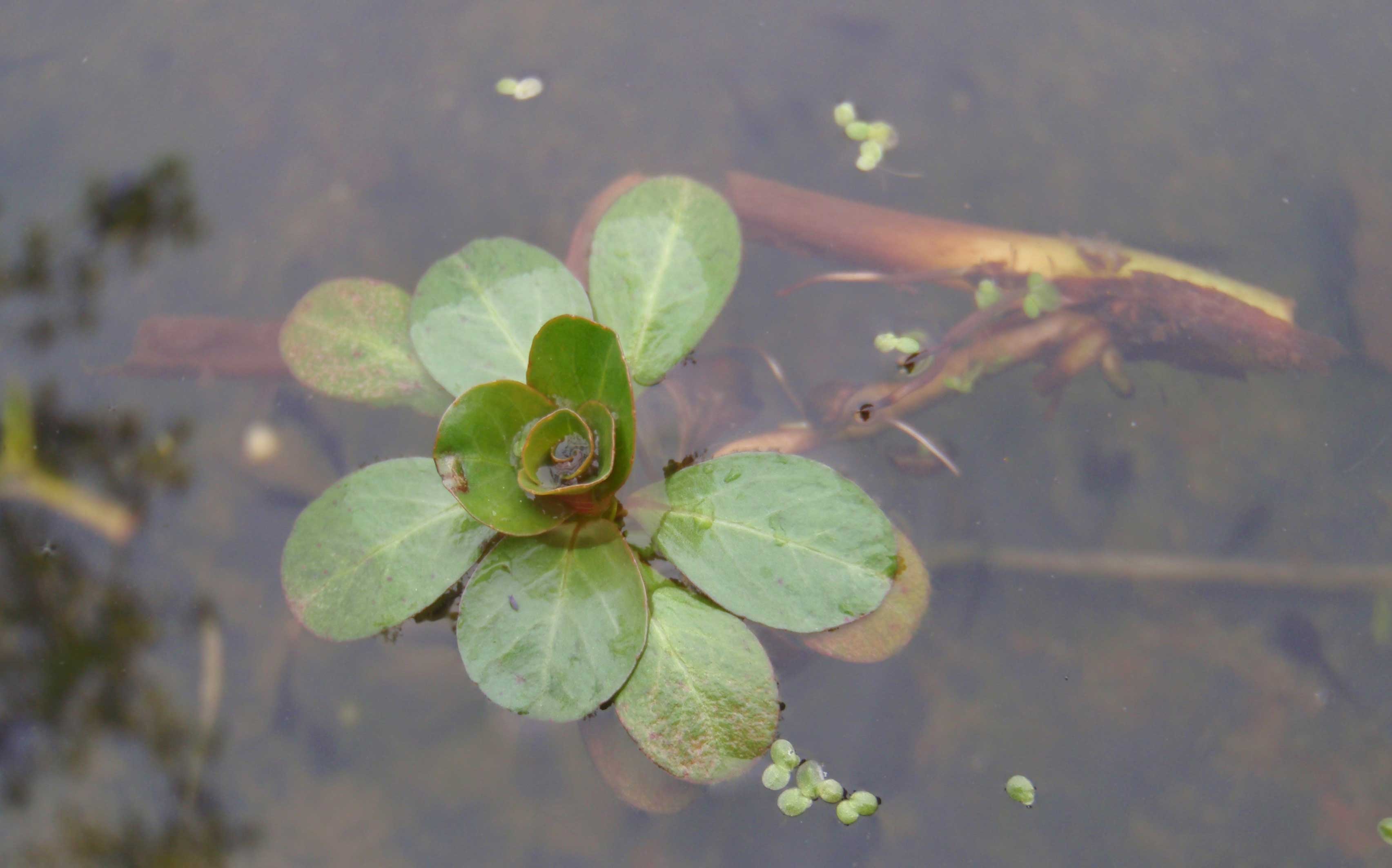 Ludwigia hexapetala / Porracchia a sei petali