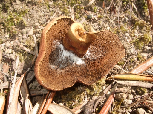 Boletus