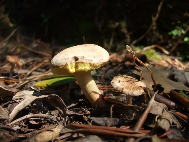 Boletus
