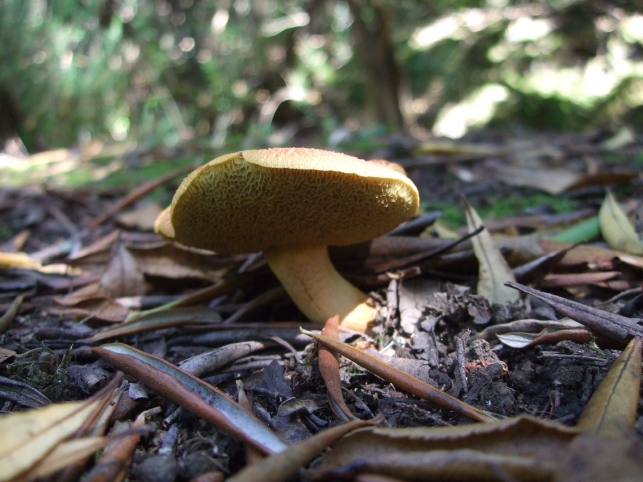 Boletus