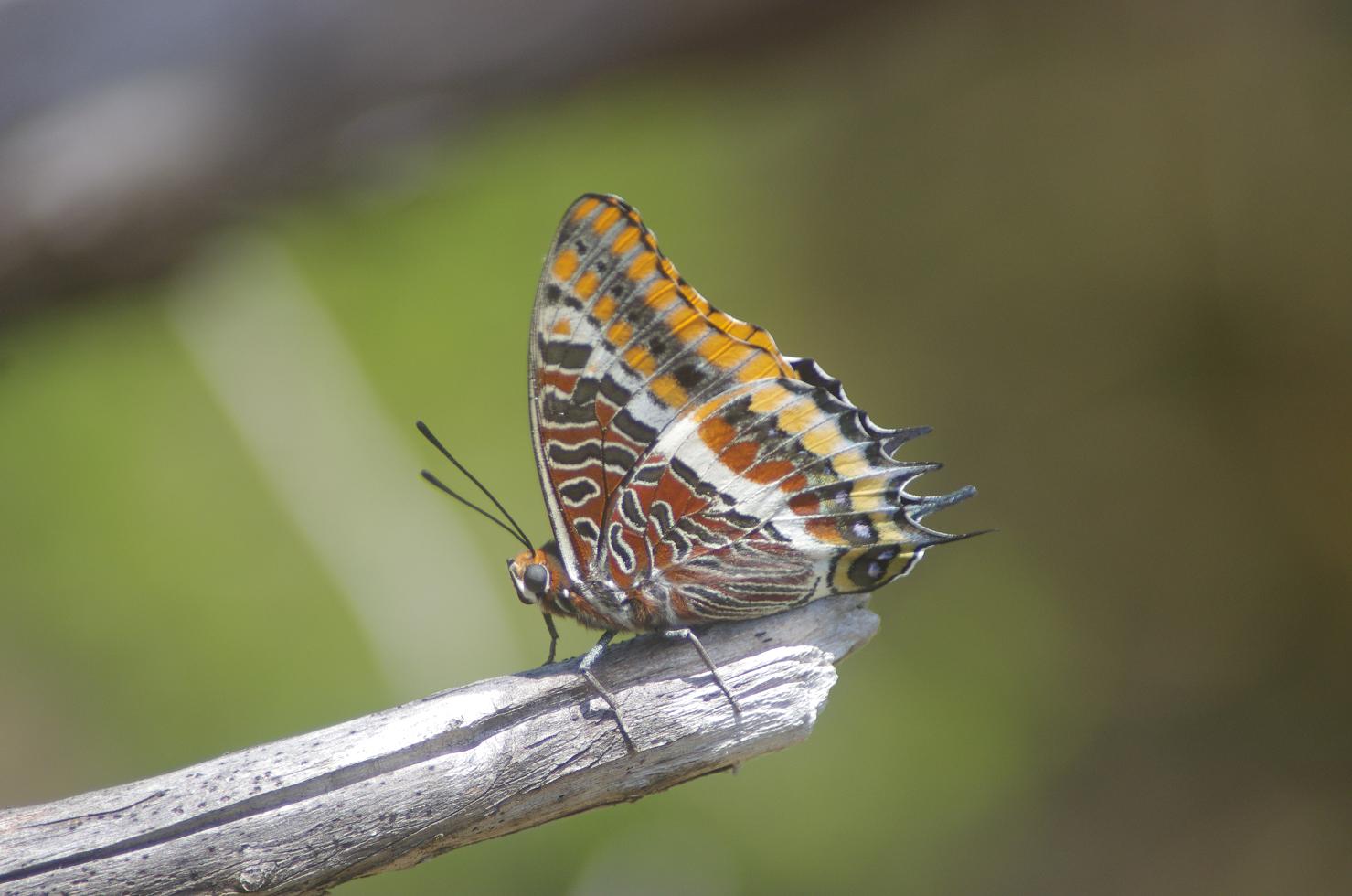Charaxes precoce