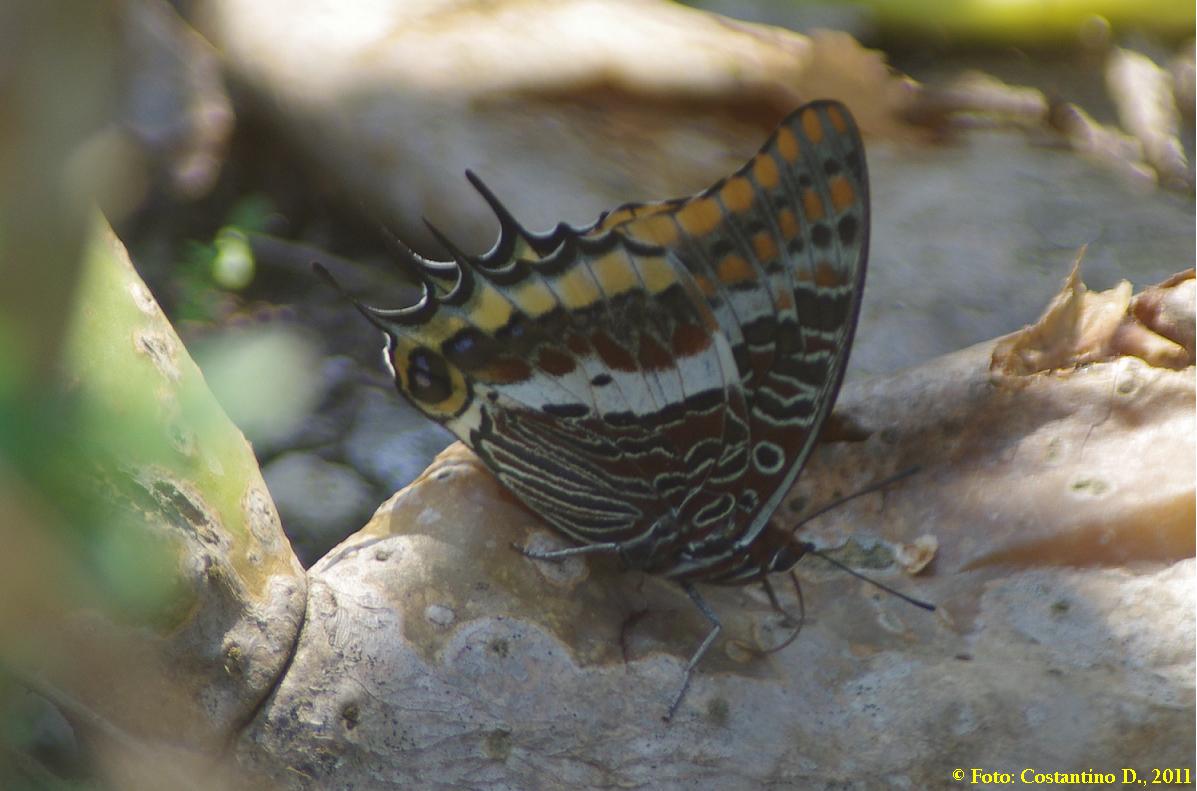 Charaxes precoce