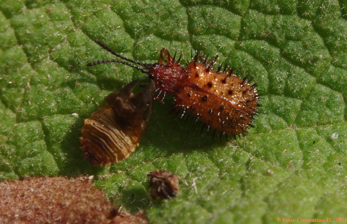 Hispella testacea, una presenza spinosa fra il cisto