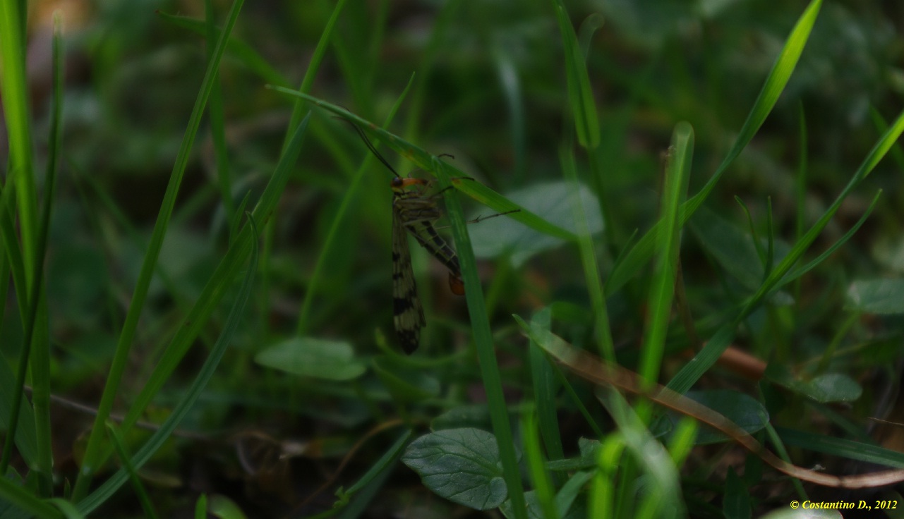 Mecoptera in Cilento: maschio di Panorpa gr. cognata
