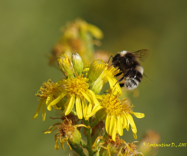 Bombus campestris