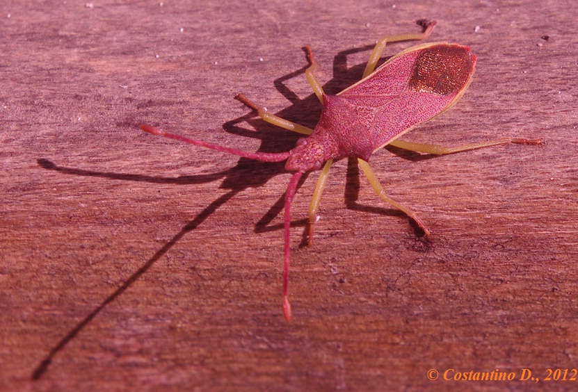 Coreidae: Gonocerus insiadiator dell''isola di Vivara