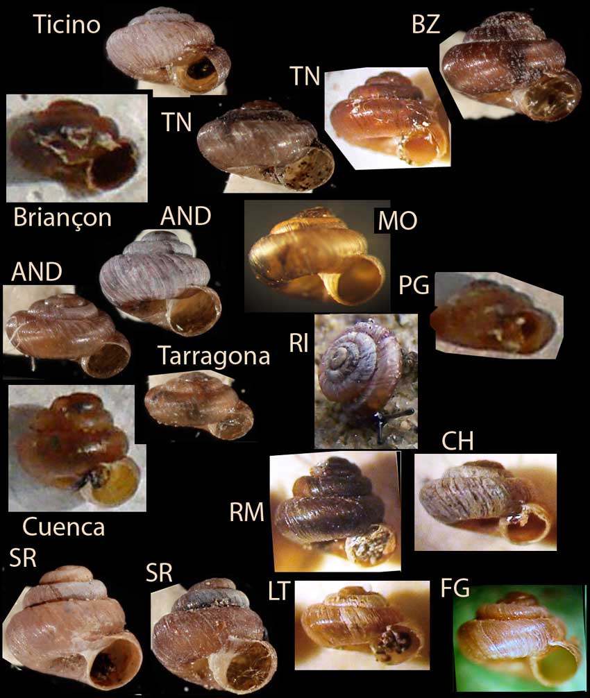 Pyramidula pusilla  Gittenberger & Bank,1996.