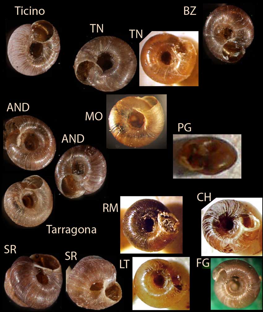 Pyramidula pusilla  Gittenberger & Bank,1996.