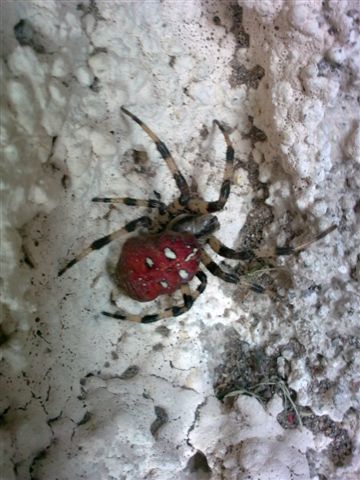 Araneus quadratus