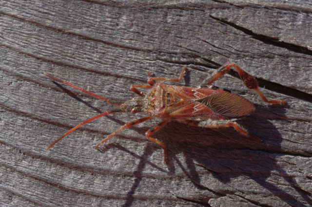 Coreidae: Leptoglossus occidentalis del Trentino
