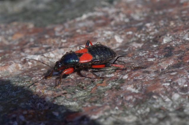 Nabidae: Prostemma aeneicolle del Trentino (TN)
