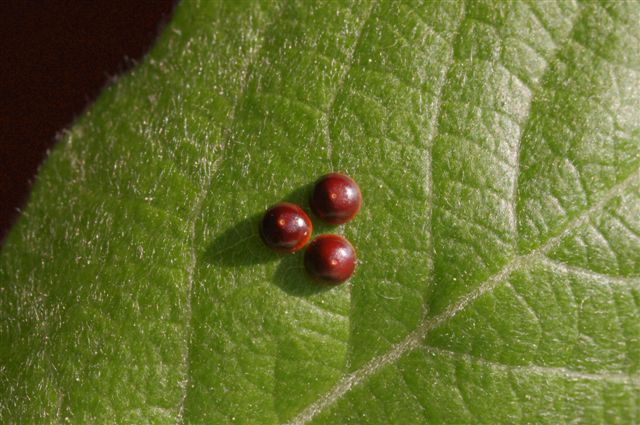 cerura vinula