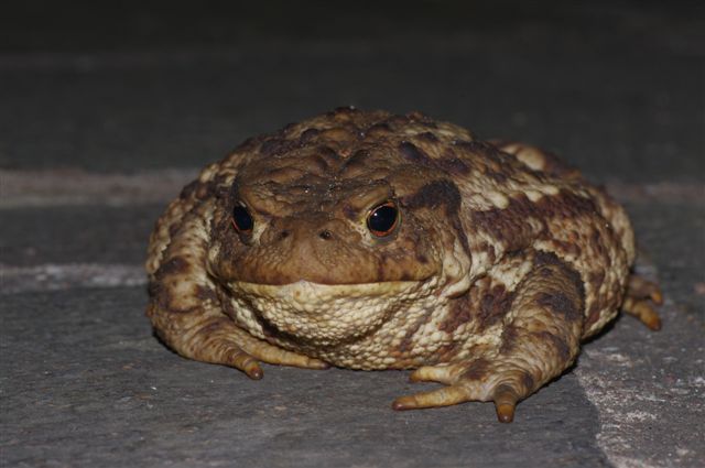 Bufo bufo