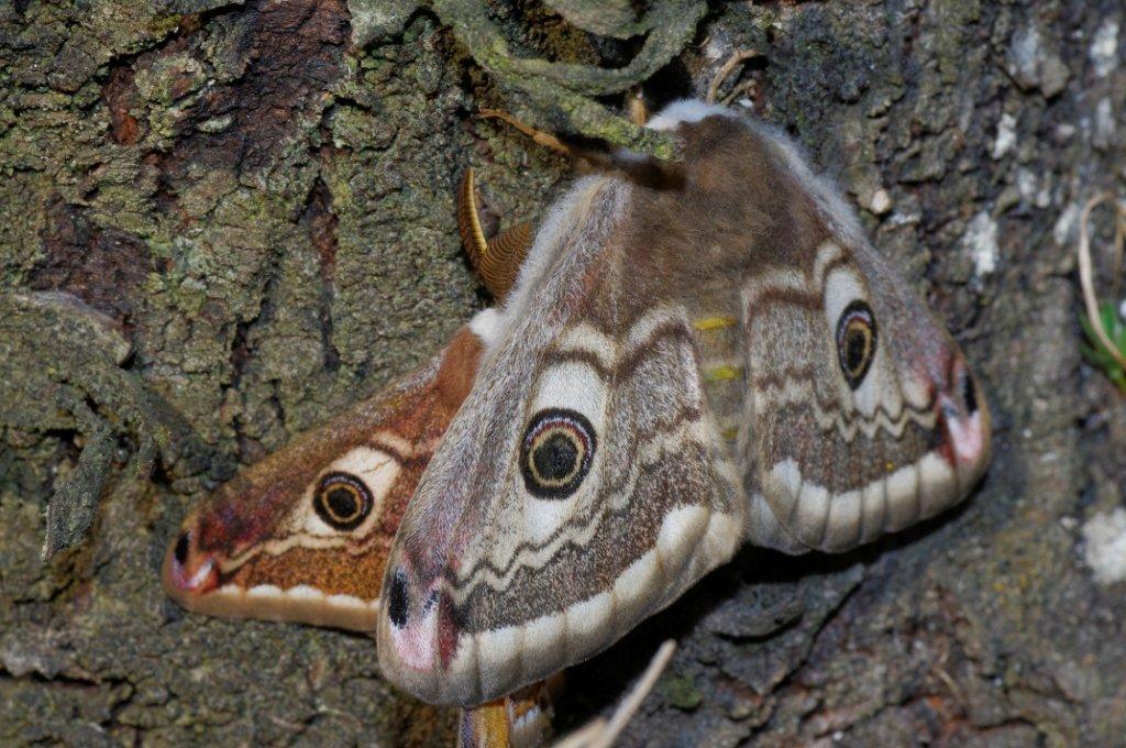 Saturnia pavoniella