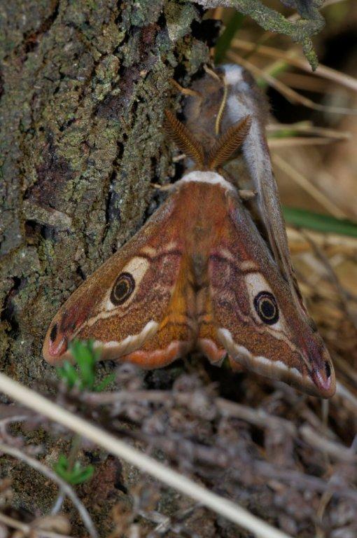 Saturnia pavoniella