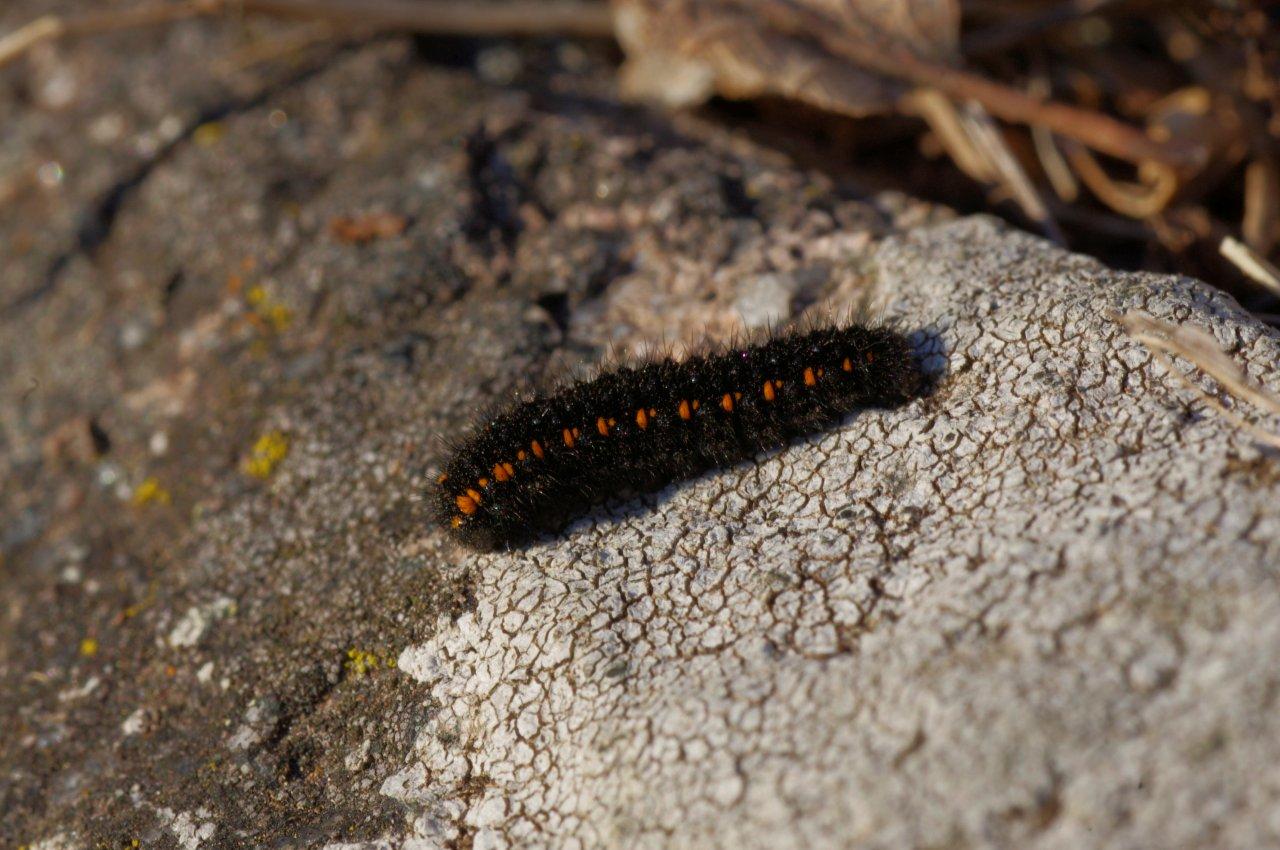 Saturnia pavoniella