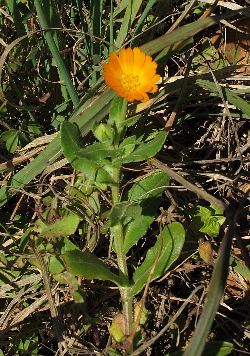Calendula costale