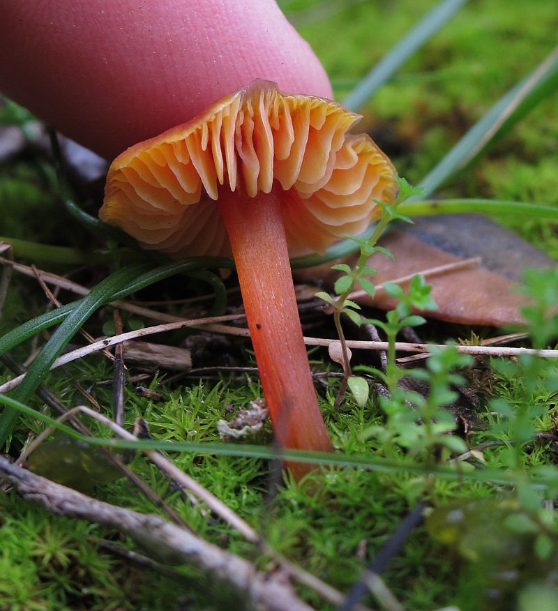Hygrocybe