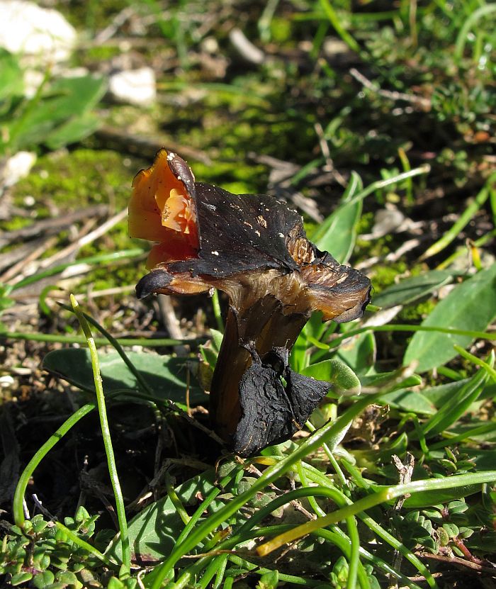Hygrocybe