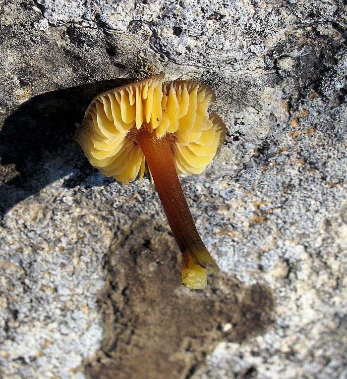 Hygrocybe