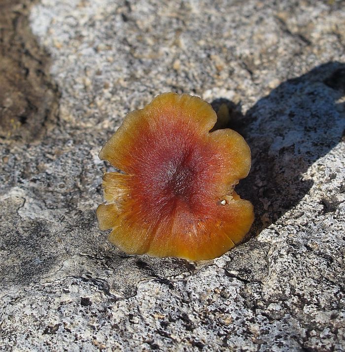 Hygrocybe