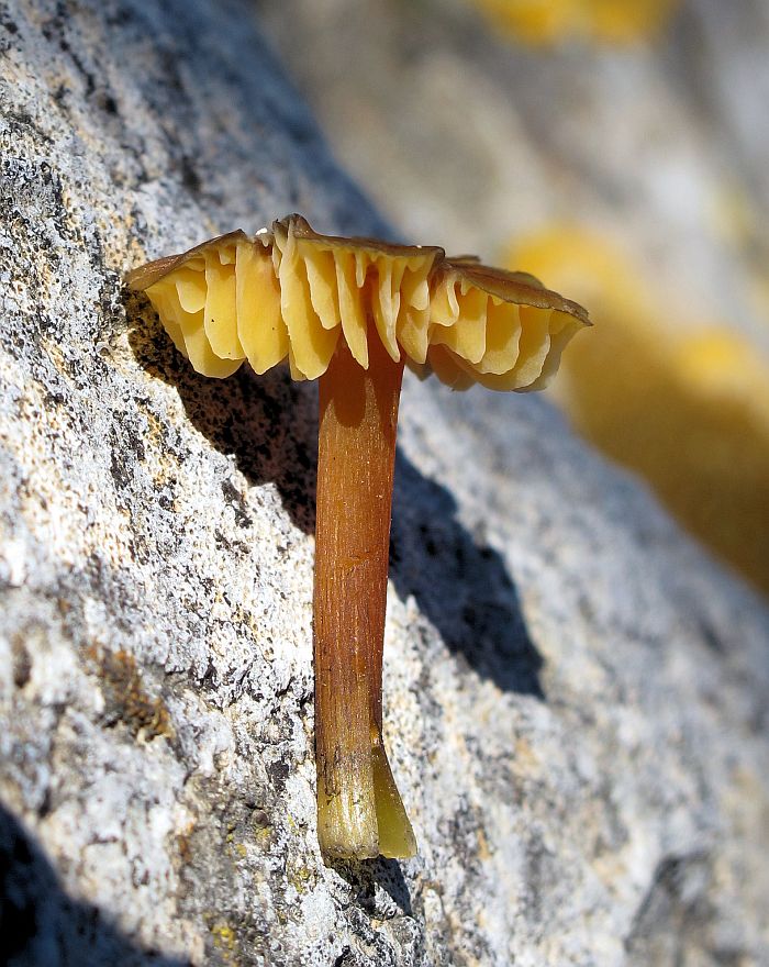 Hygrocybe