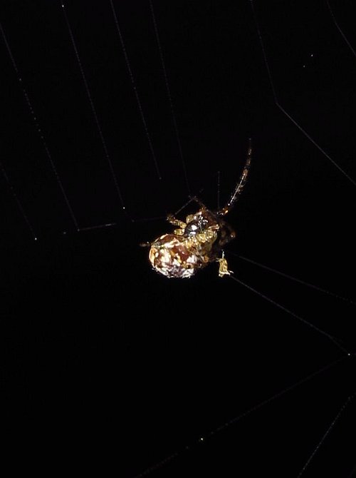 Metellina merianae