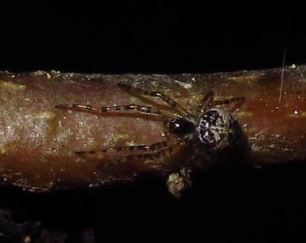 Metellina merianae