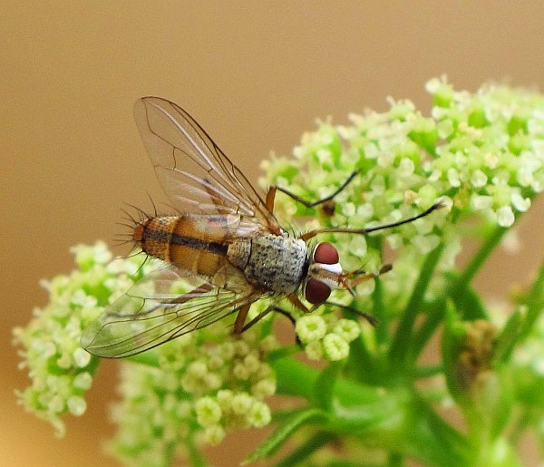 Una Diptera commune e un altra rara?