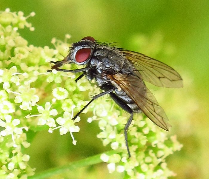 Una Diptera commune e un altra rara?