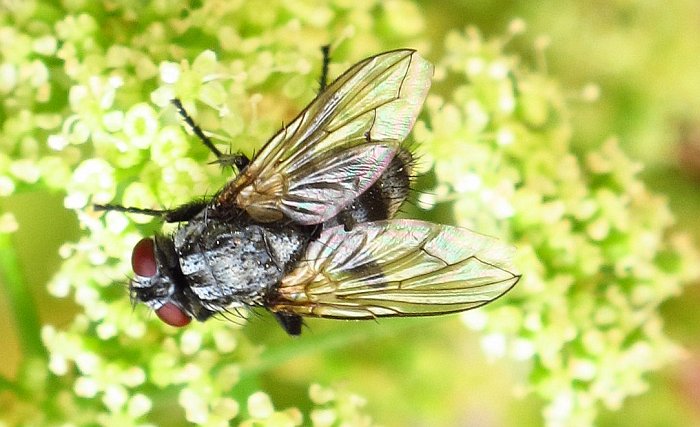 Una Diptera commune e un altra rara?