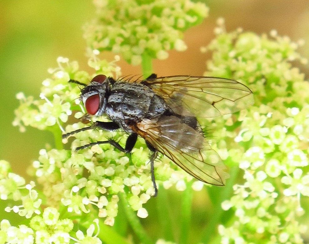 Una Diptera commune e un altra rara?