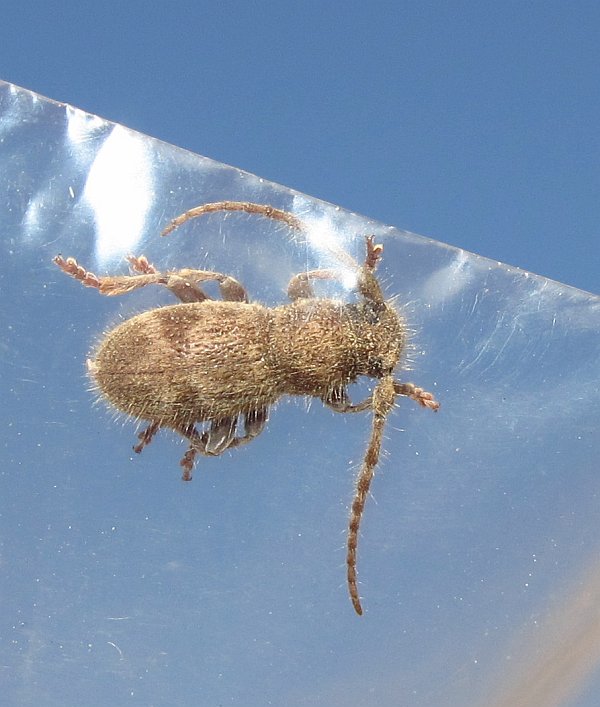 Cerambycidae: Parmena pubescens pubescens