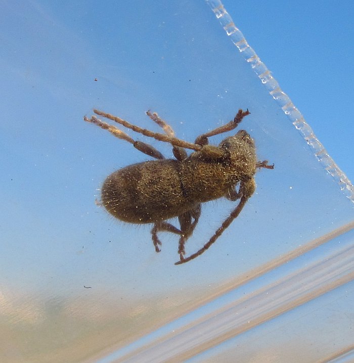 Cerambycidae: Parmena pubescens pubescens