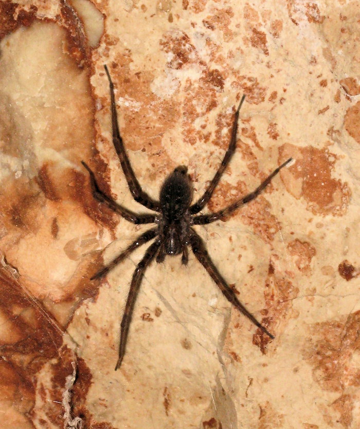 Lycosoides sp.?