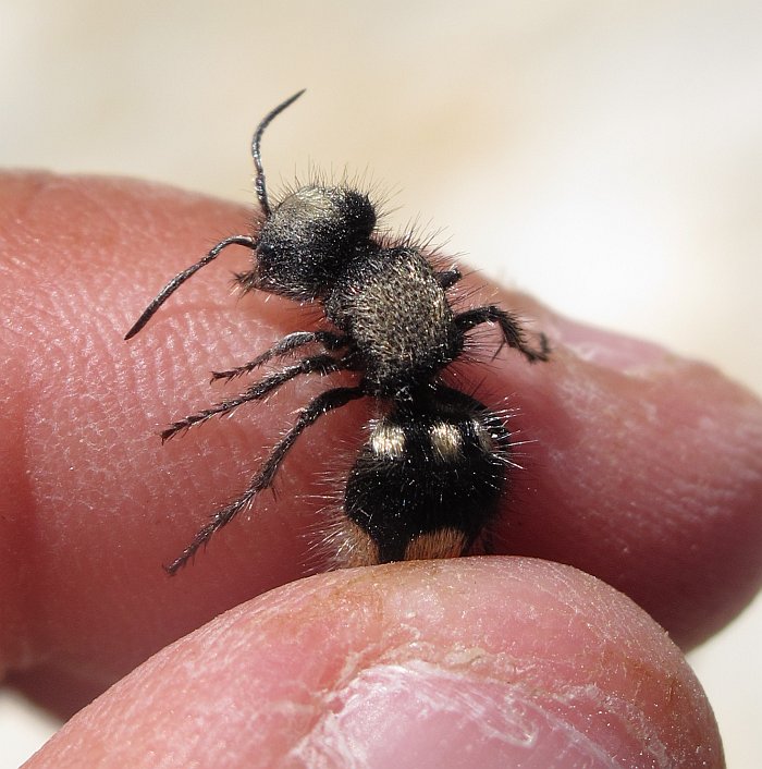Come un ape senza ali: Ronisia barbara (Mutillidae)