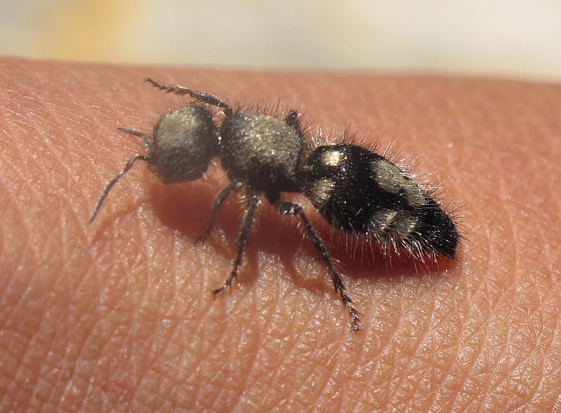 Come un ape senza ali: Ronisia barbara (Mutillidae)