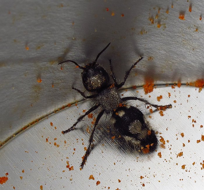 Come un ape senza ali: Ronisia barbara (Mutillidae)
